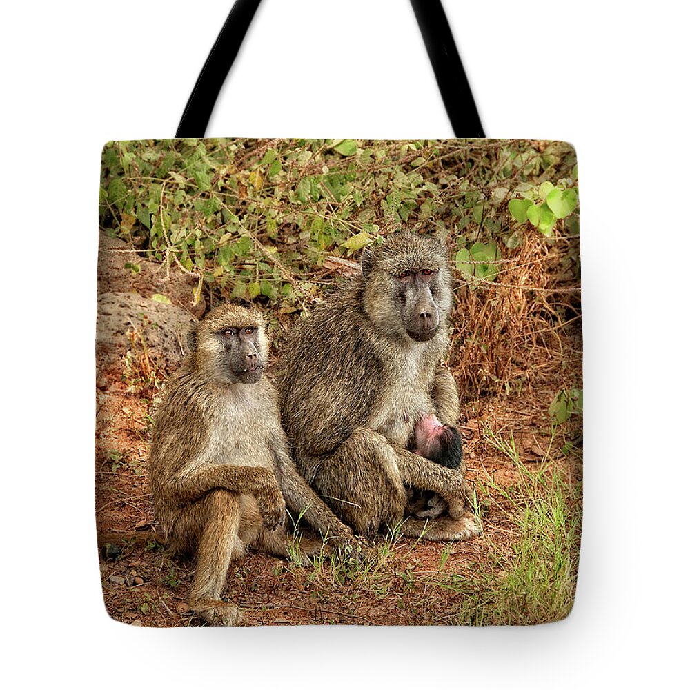 Africa Tote Bag featuring the photograph Baboon Family in Kenya by Mitchell R Grosky