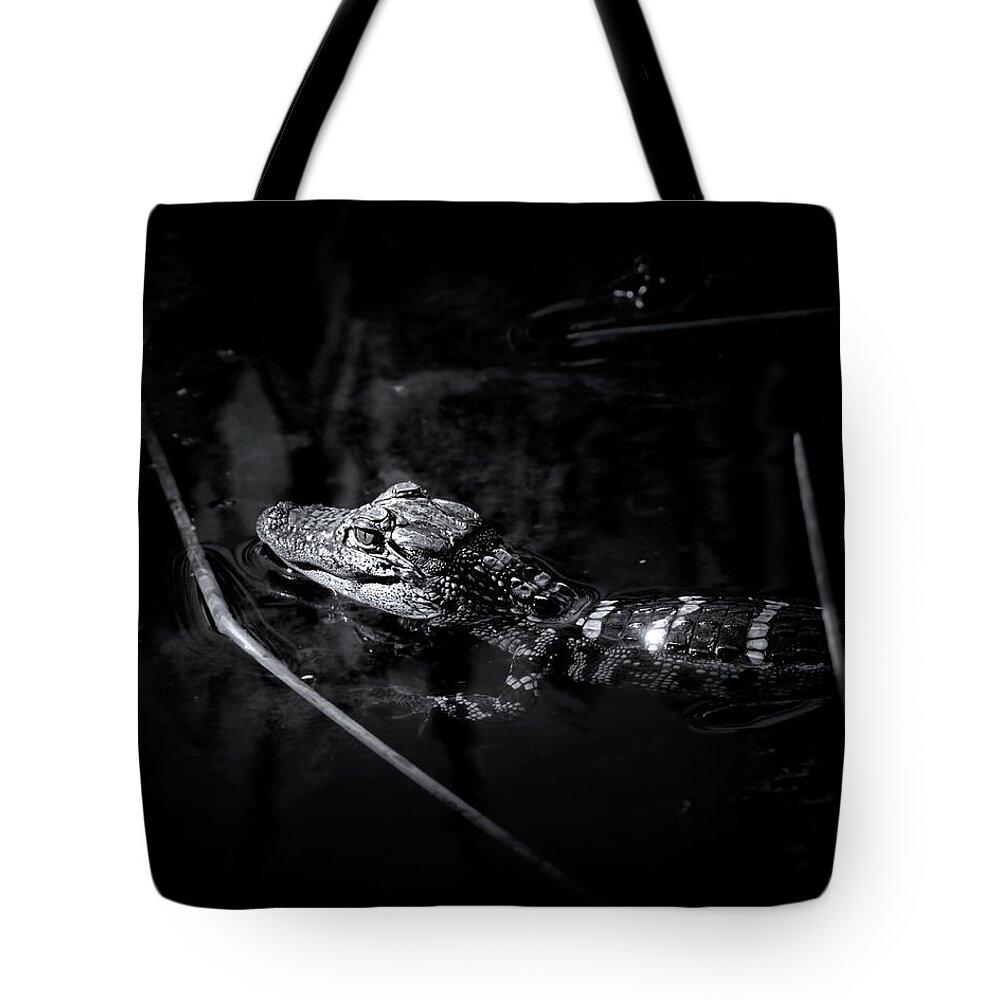 Alligator Tote Bag featuring the photograph Baby Alligator at Sunrise by Mark Andrew Thomas