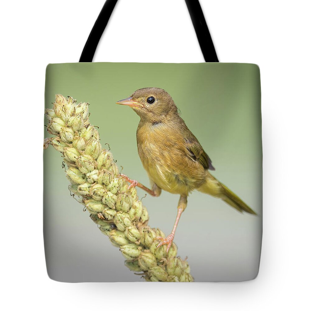 Warbler Tote Bag featuring the photograph Baby Common Yellow Throat Warbler by Ian Sempowski