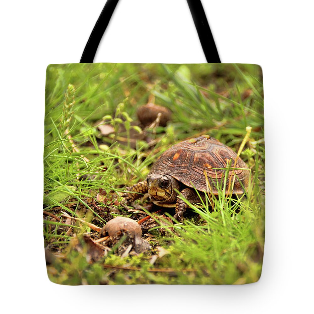 Eastern Box Turtle Tote Bag featuring the photograph Baby Eastern Box Turtle by Kristia Adams