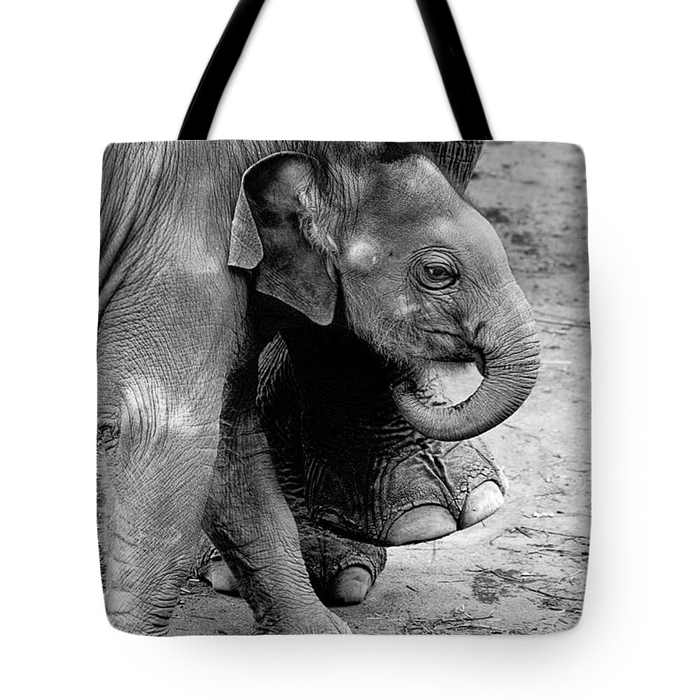 Baby Elephant Security Tote Bag featuring the photograph Baby Elephant Security by Wes and Dotty Weber