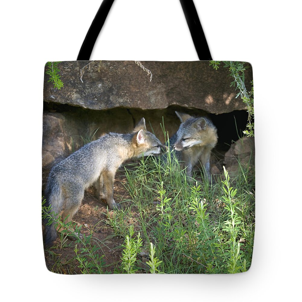 Baby Gray Fox Tote Bag featuring the photograph Baby Gray Fox Nuzzling by Michael Dougherty