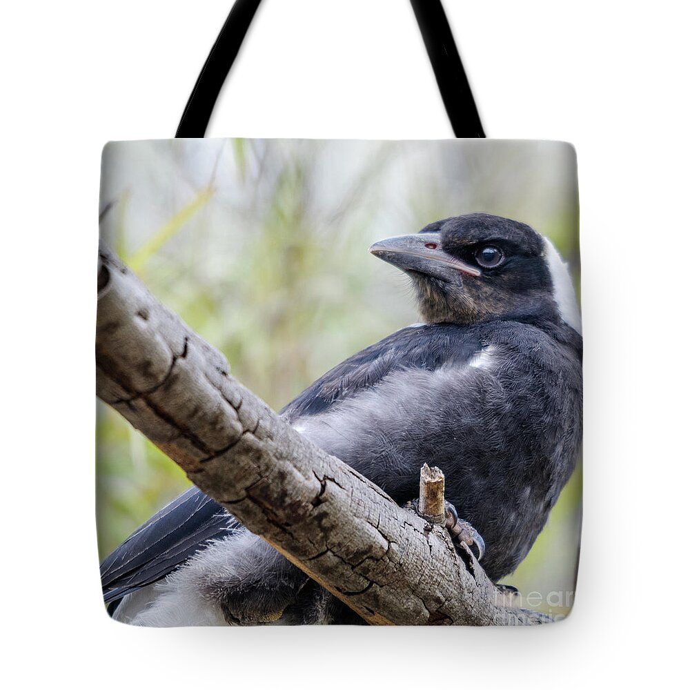 Magpie Tote Bag featuring the photograph Baby Magpie 1 by Werner Padarin