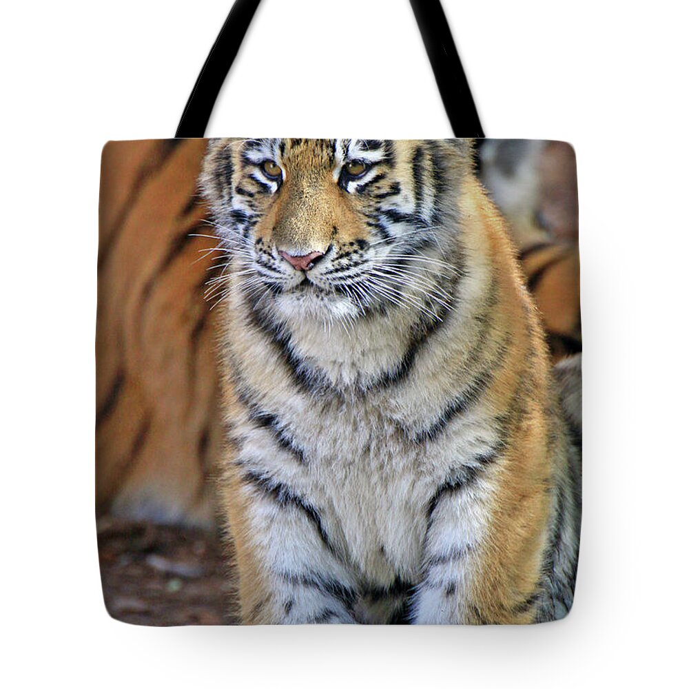 Tiger Tote Bag featuring the photograph Baby Stripes by Scott Mahon
