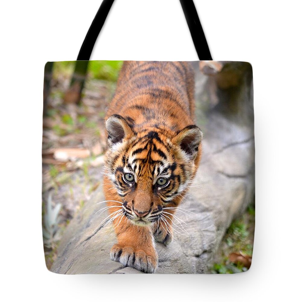 Florida Tote Bag featuring the photograph Baby Sumatran Tiger Cub by Richard Bryce and Family