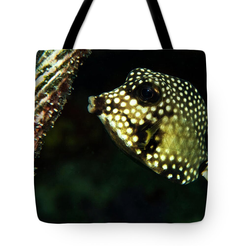 Bonaire Tote Bag featuring the photograph Baby Trunk Fish by Jean Noren
