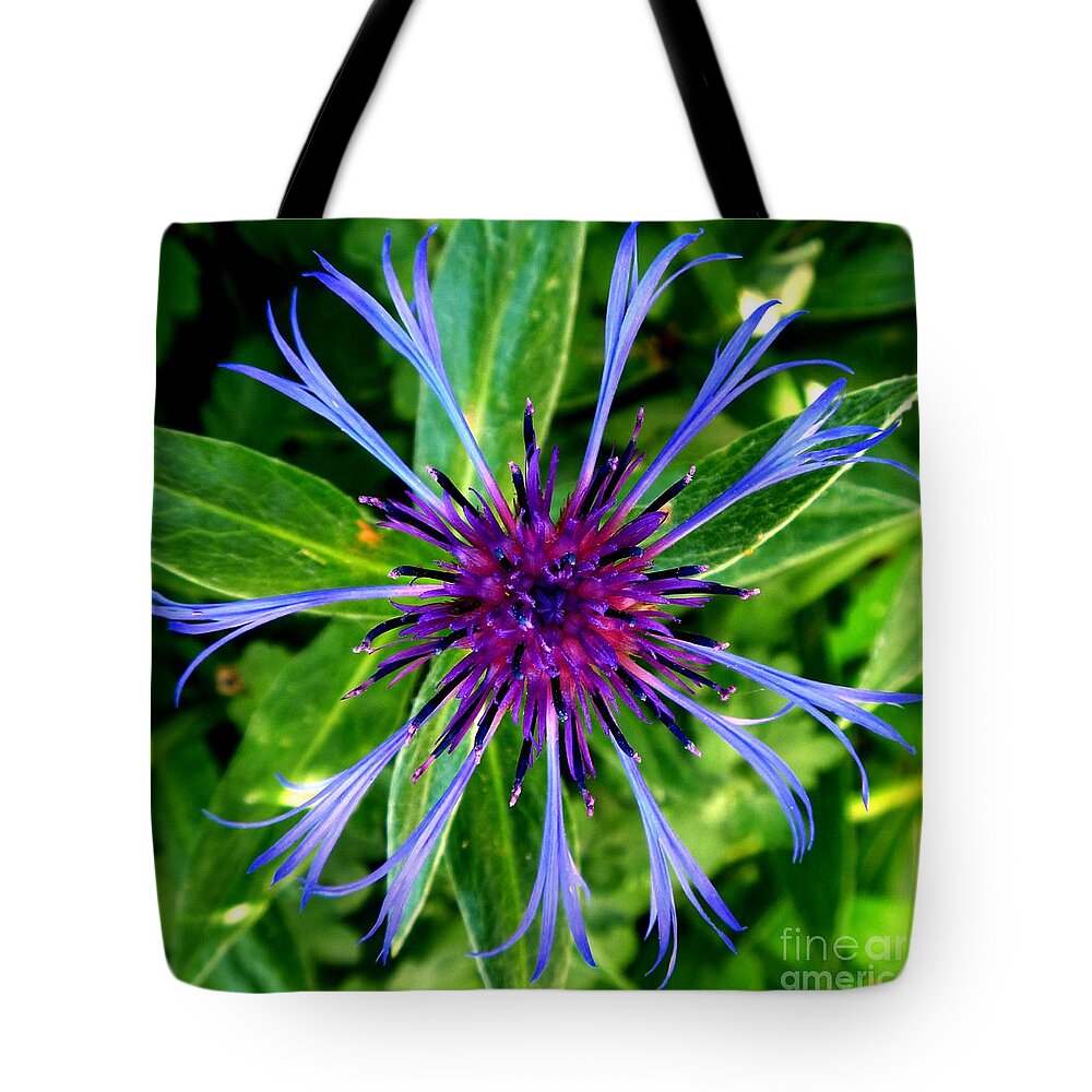 Centaurea Cyanus Tote Bag featuring the photograph Bachelor Button Blossom by William Kuta