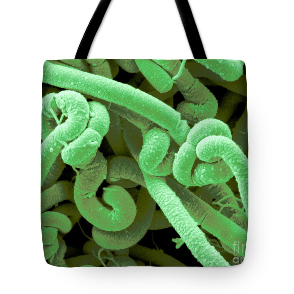 Sem Tote Bag featuring the photograph Bacillus Cereus by Scimat