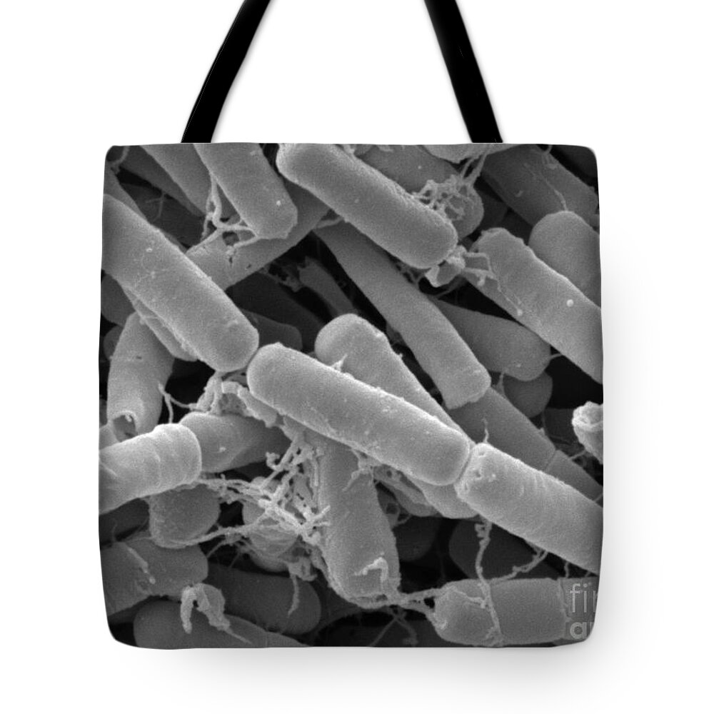Bacillus Thuringiensis Tote Bag featuring the photograph Bacillus Thuringiensis Bacteria by Scimat