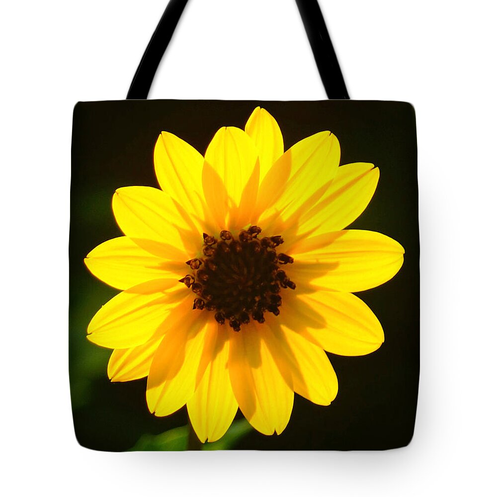 Daisy Tote Bag featuring the photograph Back Illuminated Daisy by Lawrence S Richardson Jr