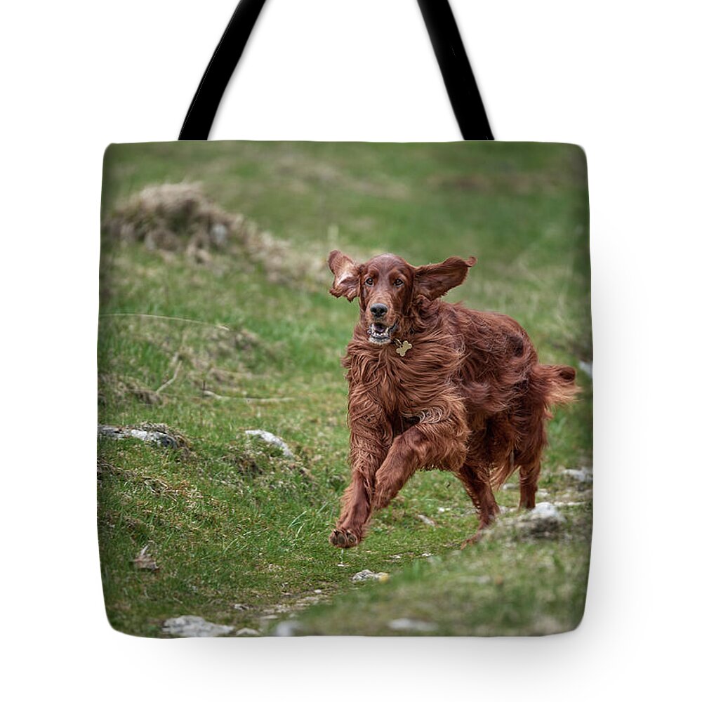 Dog Tote Bag featuring the photograph Back in game by Robert Krajnc