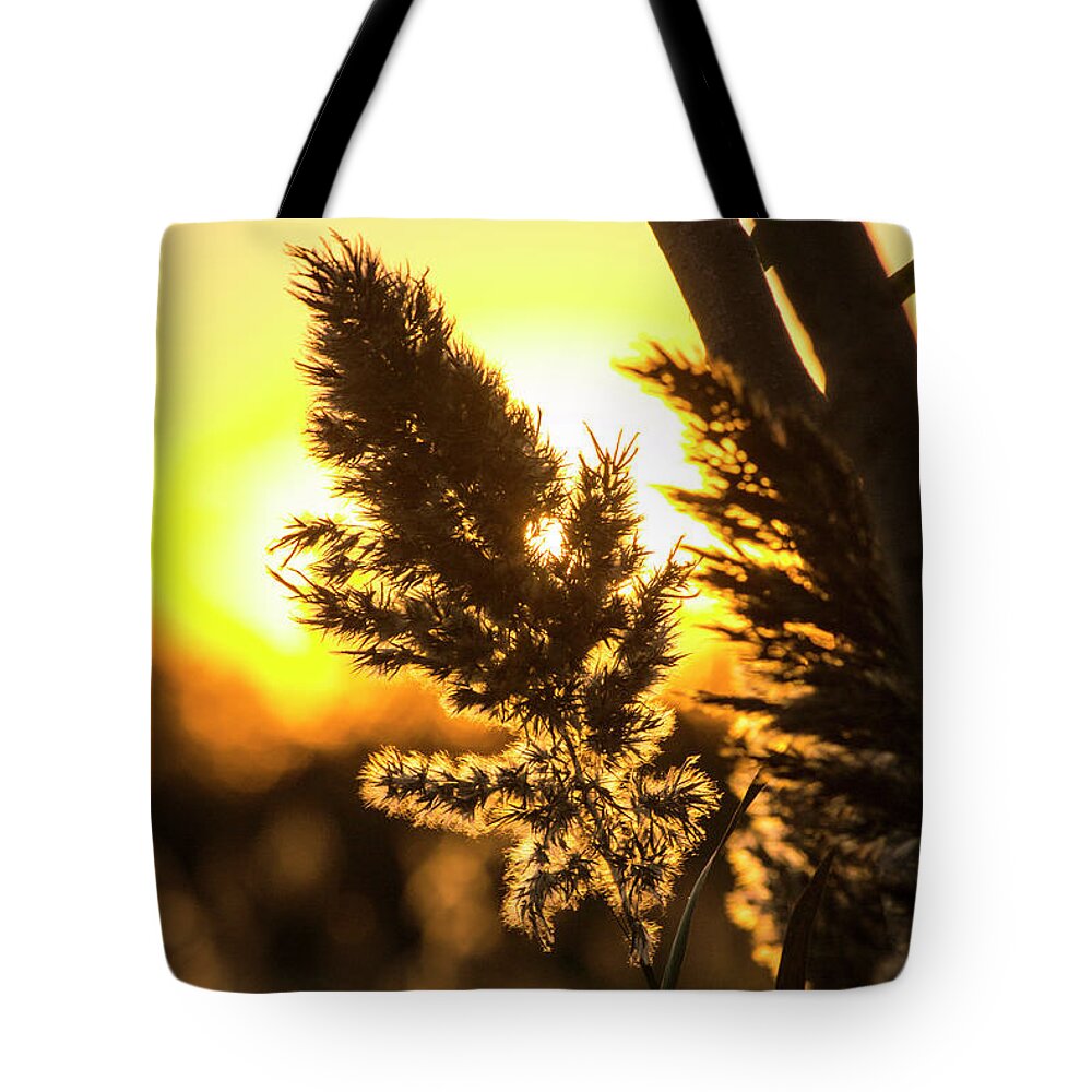 Plants Tote Bag featuring the photograph Backlit by the Sunset by Zawhaus Photography