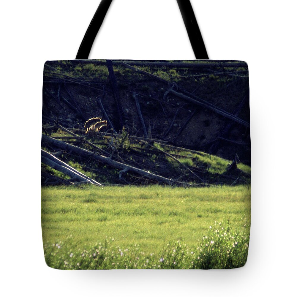Backlit Tote Bag featuring the photograph Backlit Coyotes by Ted Keller