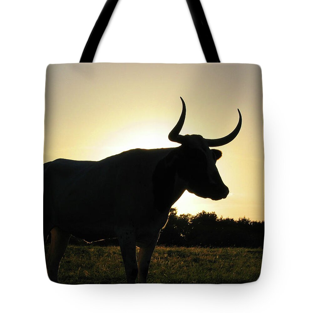 Backlit Tote Bag featuring the photograph Backlit Longhorn by Ted Keller