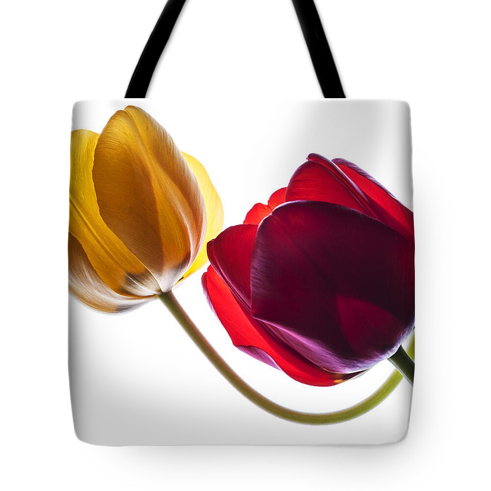 Tulip Tote Bag featuring the photograph Backlit red and yellow tulip on white by Vishwanath Bhat