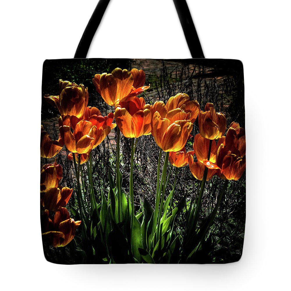 Backlit Tulips Tote Bag featuring the photograph Backlit Tulips by David Patterson
