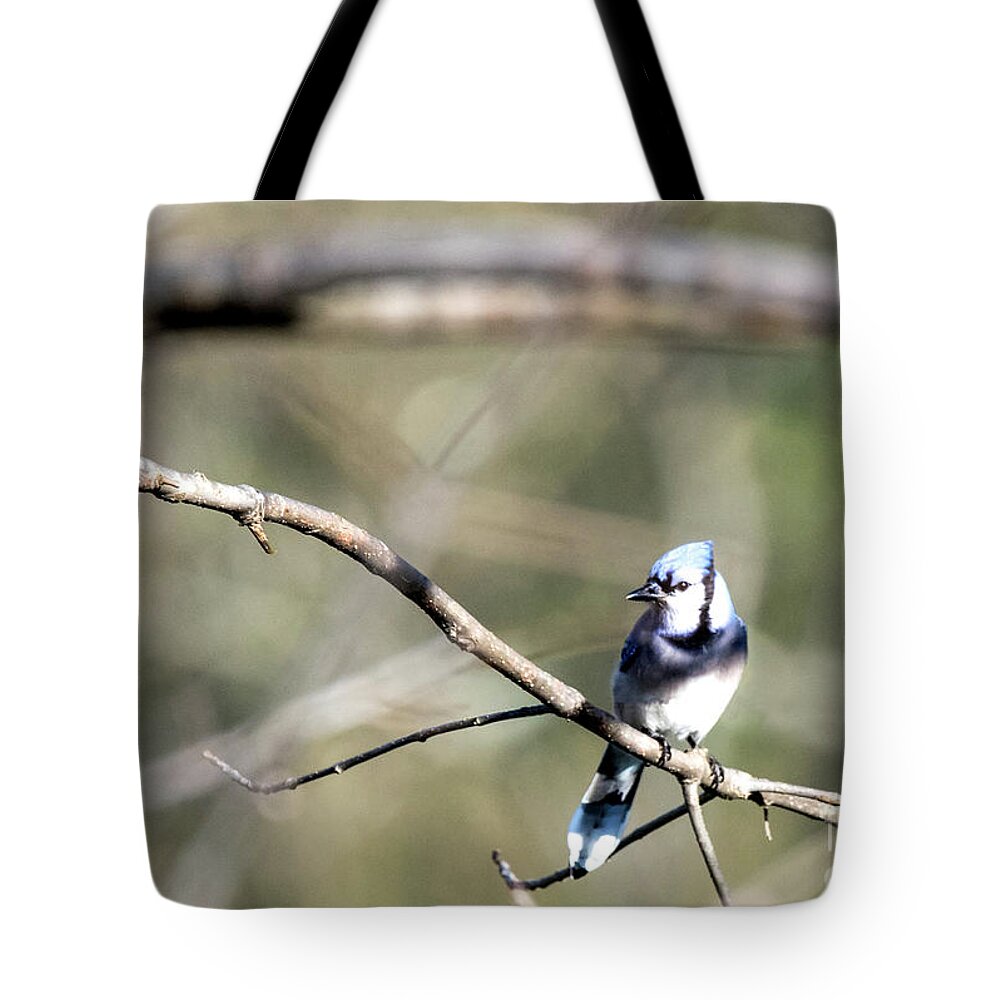 Blue Jay Tote Bag featuring the photograph Backyard Blue Jay by Ed Taylor