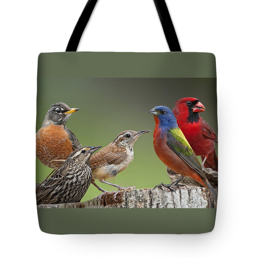American Robin Tote Bag featuring the photograph Backyard Buddies by Bonnie Barry