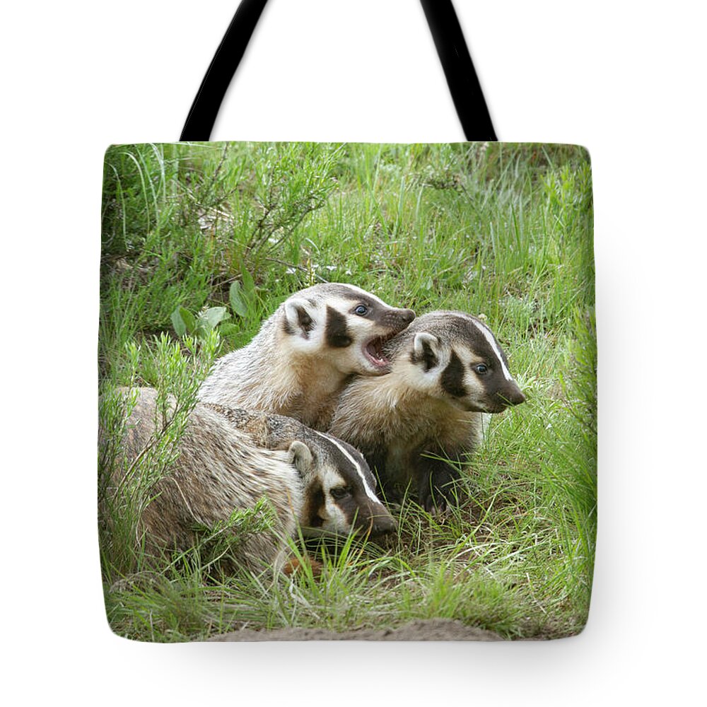 Mark Miller Photos Tote Bag featuring the photograph Badger Family by Mark Miller