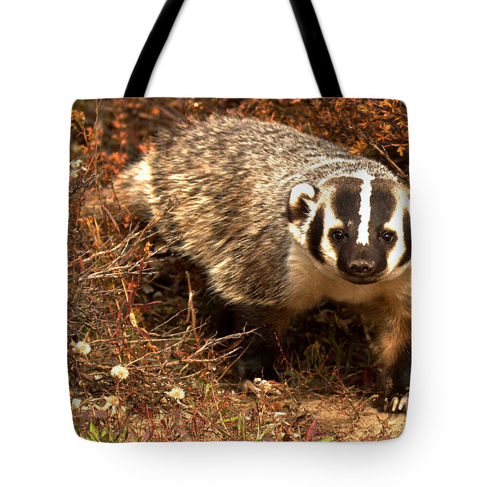 Badger Tote Bag featuring the photograph Badger In The Fall Brush by Adam Jewell