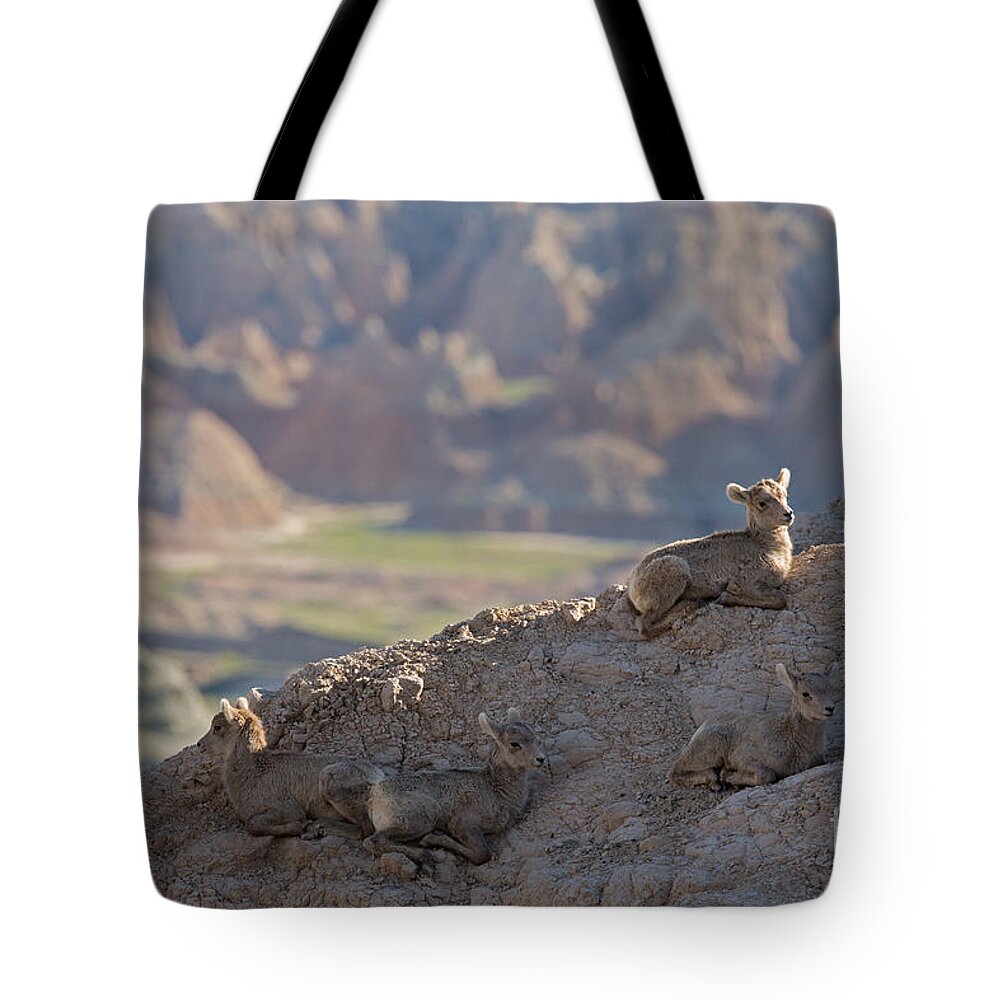 Lamb Tote Bag featuring the photograph Badlands Lamb Rest Time by Natural Focal Point Photography