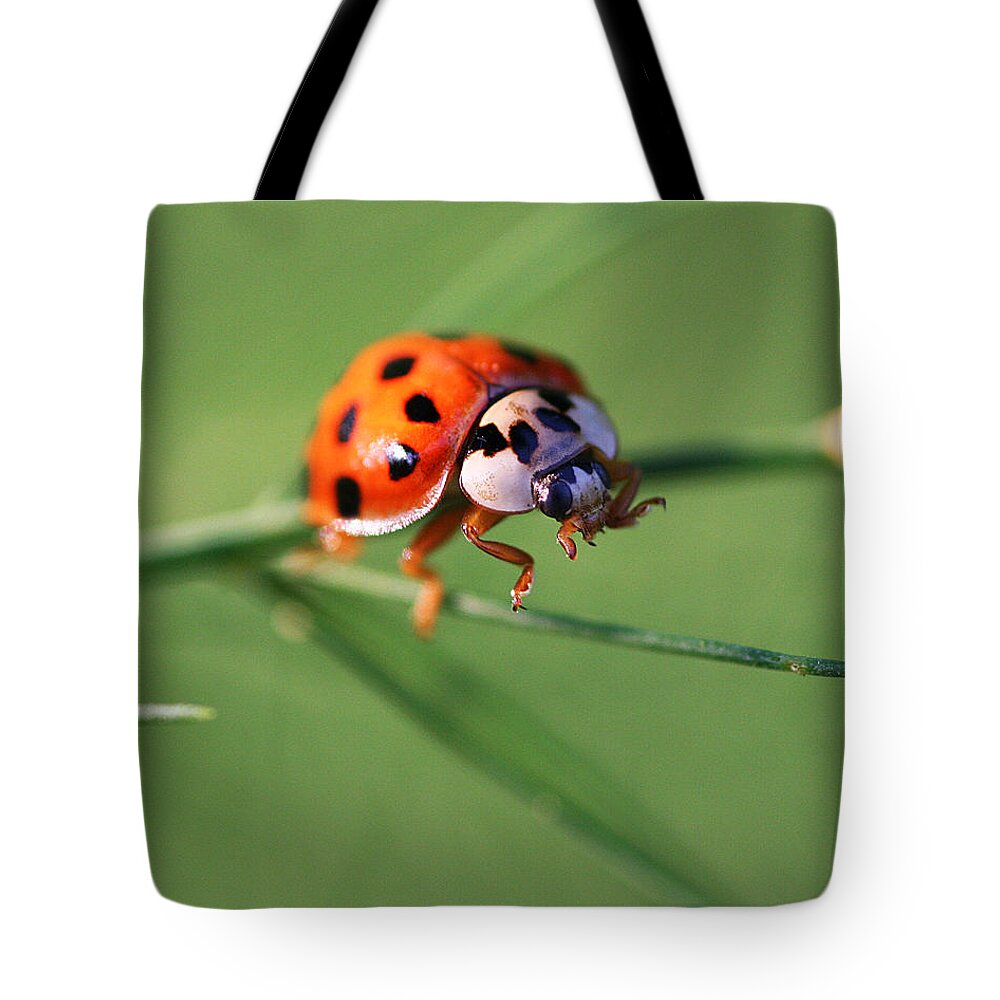 Ladybug Insect Bug Tote Bag featuring the photograph Balancing Act by William Selander