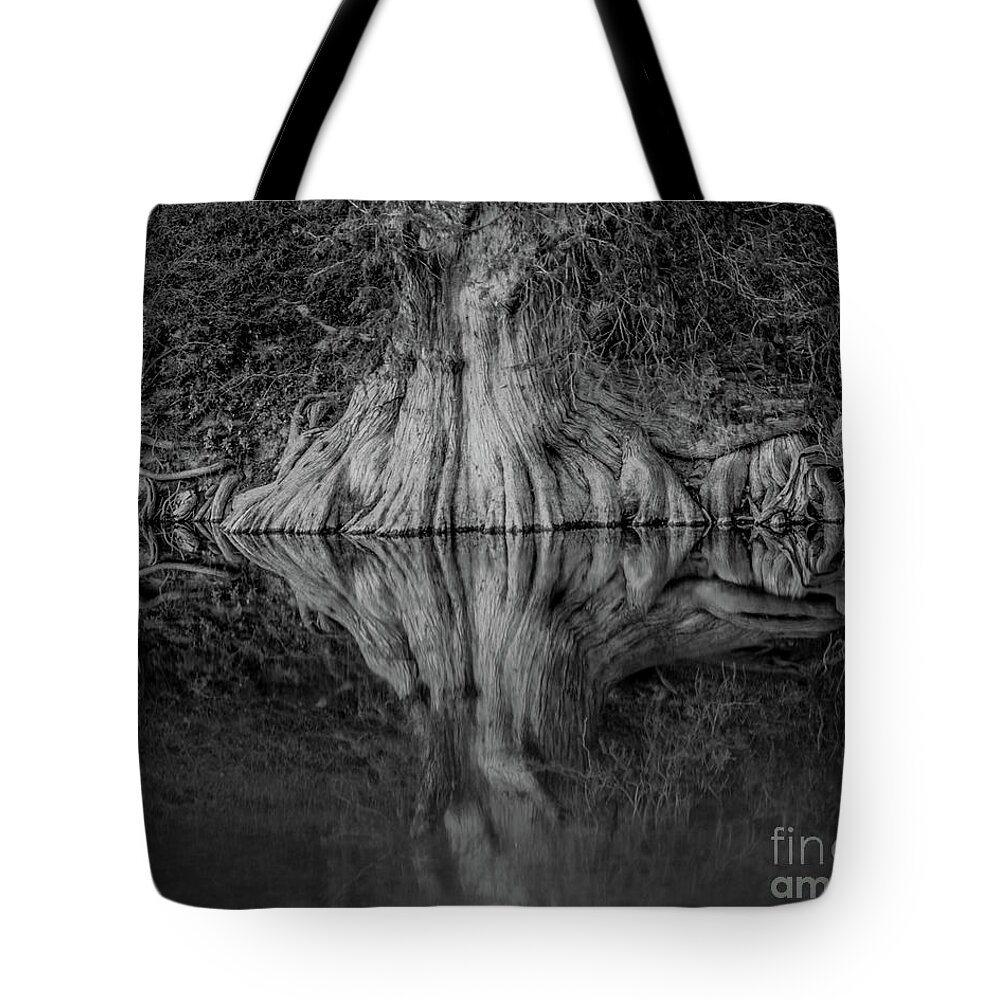 Bald Cypress Reflection In Black And White Michael Tidwell Guadalupe River Mike Tidwell Tote Bag featuring the photograph Bald Cypress Reflection in Black and White by Michael Tidwell