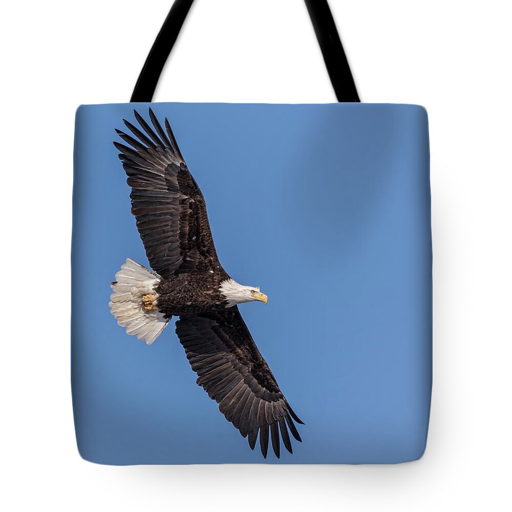 American Bald Eagle Tote Bag featuring the photograph Bald Eagle 2018-1 by Thomas Young