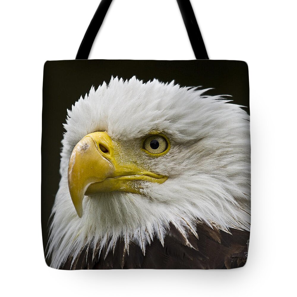 Eagle Tote Bag featuring the photograph Bald Eagle - 6 by Heiko Koehrer-Wagner