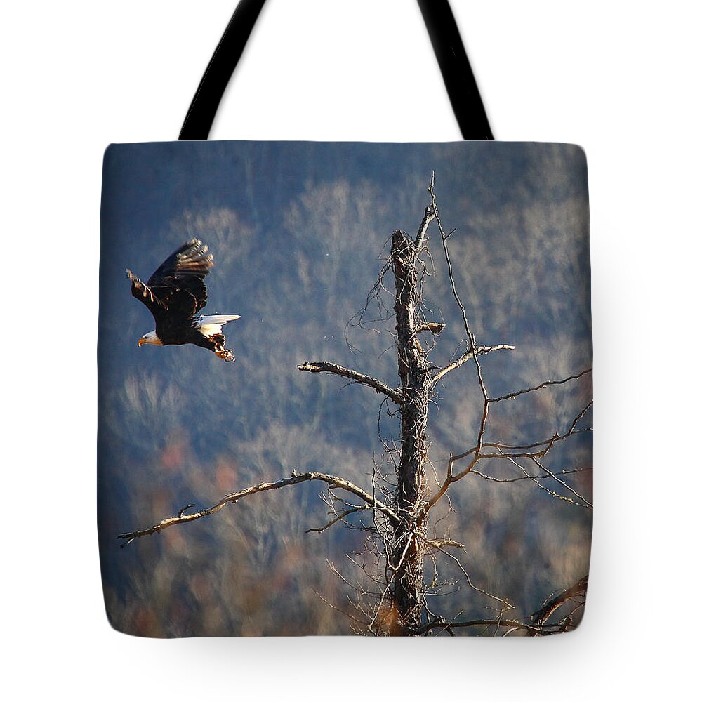 Bald Eagle Tote Bag featuring the photograph Bald Eagle at Boxley Mill Pond by Michael Dougherty