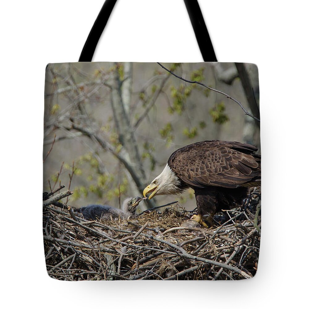 Adult Tote Bag featuring the photograph Bald Eagle Feeding by Ann Bridges