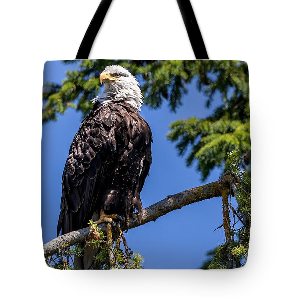 Bald Tote Bag featuring the photograph Bald Eagle in Evergreen by Rob Green
