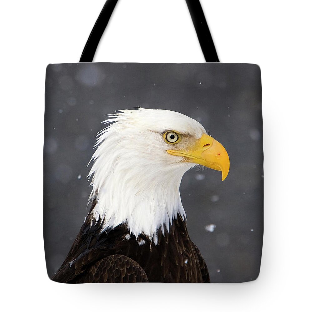 Bald Eagle Tote Bag featuring the photograph Bald Eagle Intensity by Mark Miller