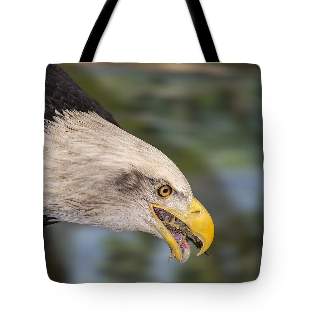 Bald Eagle Tote Bag featuring the photograph Baldy Eating Lunch by Bill and Linda Tiepelman