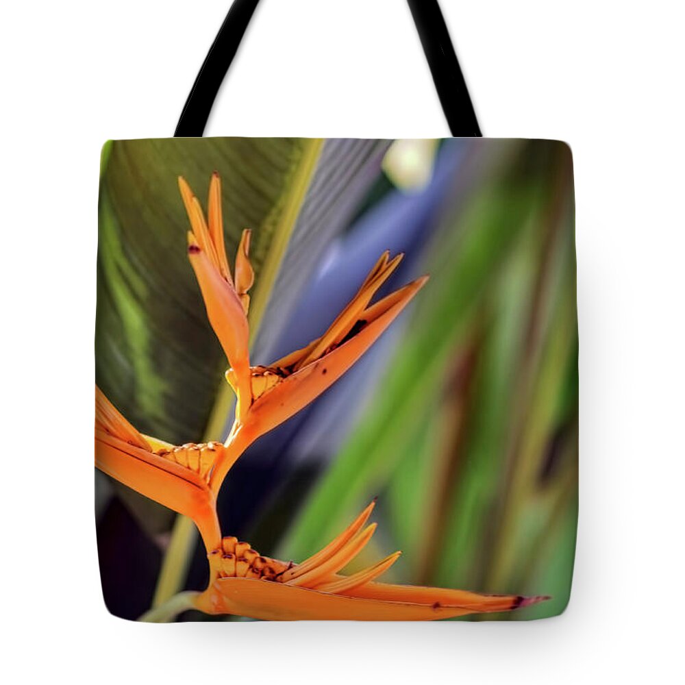 Tote Bag featuring the photograph Balisier 6 by Nadia Sanowar