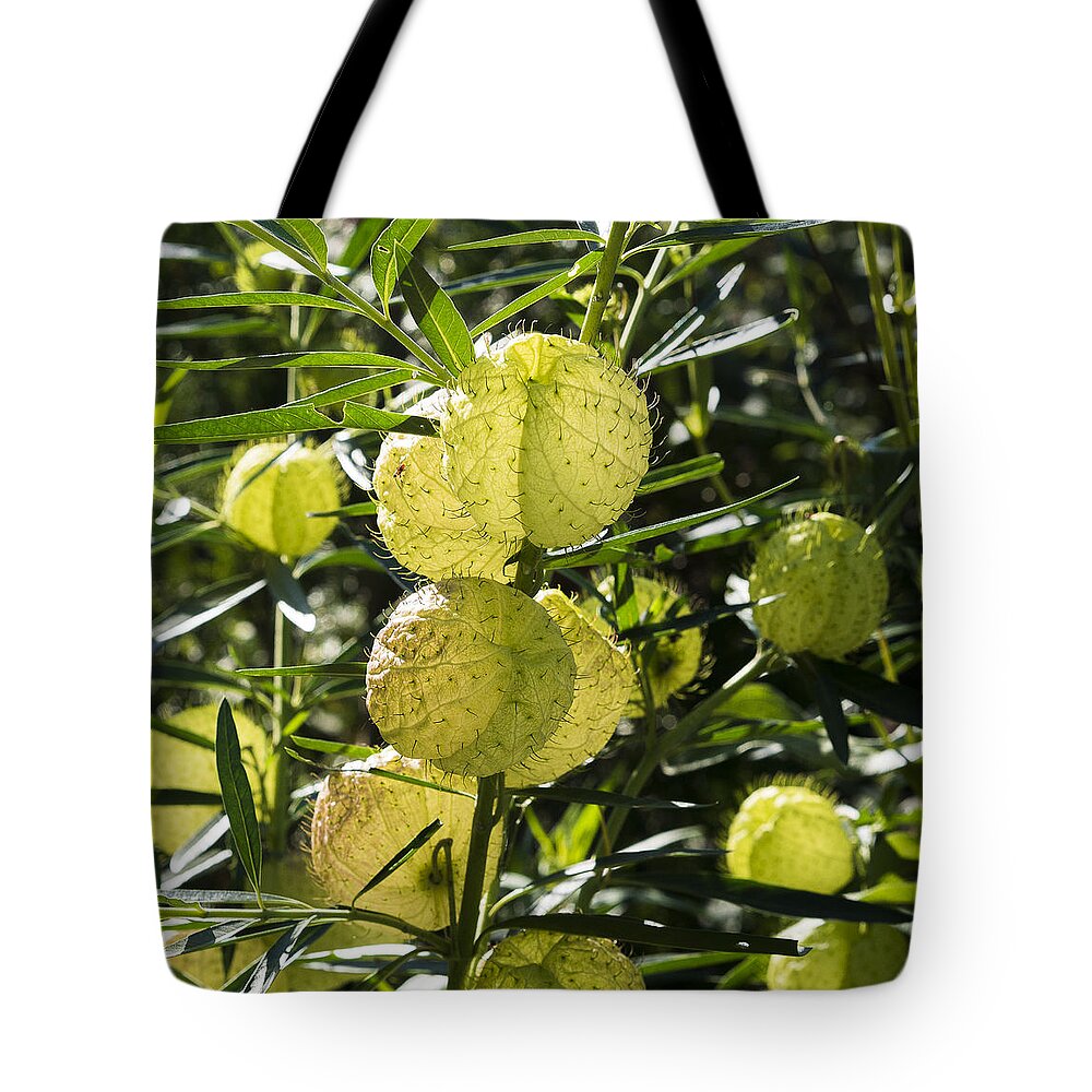 Gardens Tote Bag featuring the photograph Balloon plant by Steven Ralser