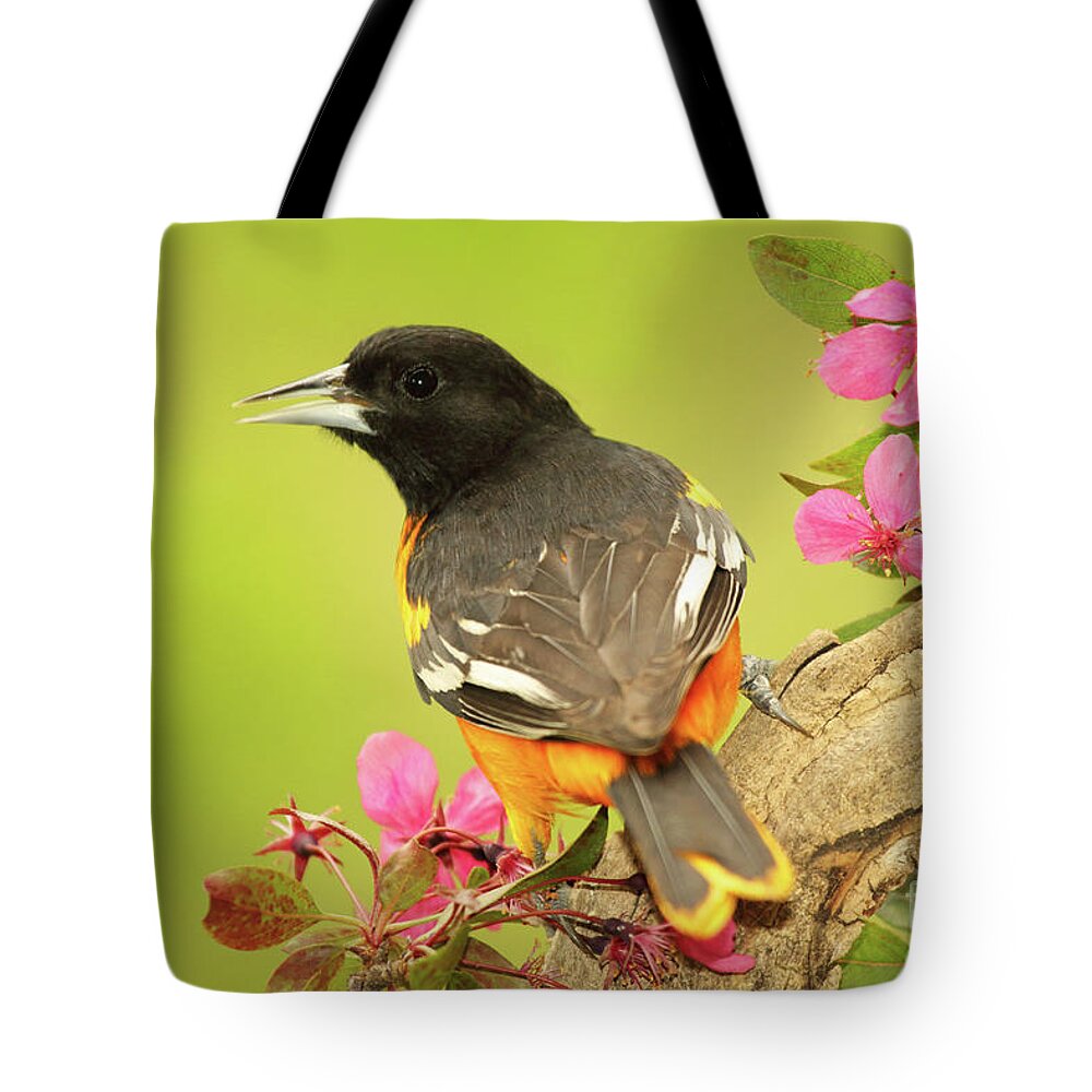 Autumn Tote Bag featuring the photograph Baltimore Oriole Among Apple Blossoms by Max Allen