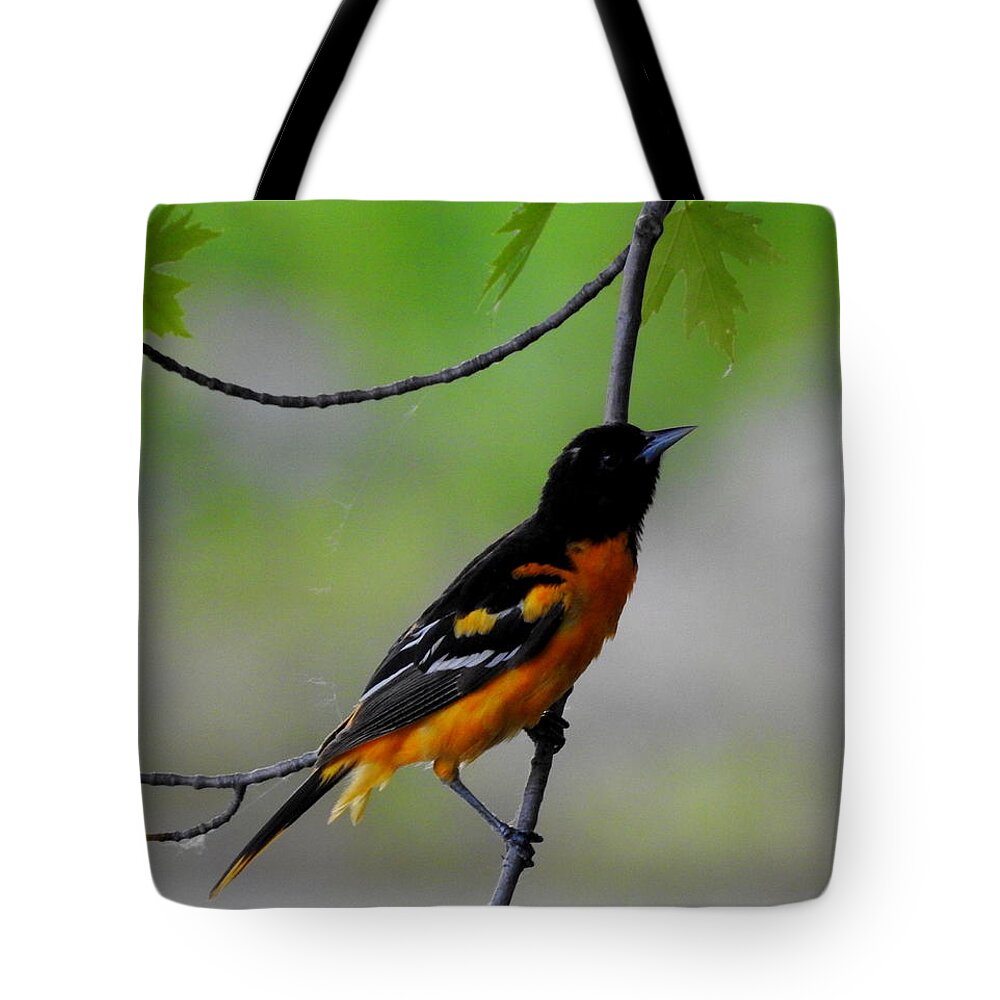 Bird Tote Bag featuring the photograph Baltimore Oriole by Betty-Anne McDonald