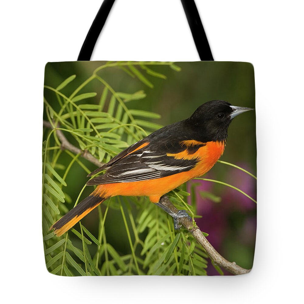 Mp Tote Bag featuring the photograph Baltimore Oriole Icterus Galbula Male by Tom Vezo