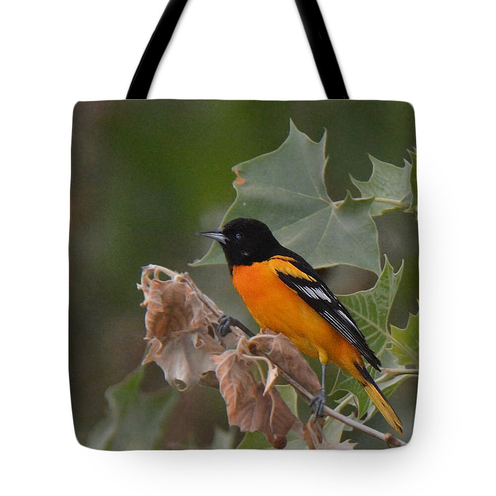 Bird Tote Bag featuring the photograph Baltimore Oriole in Sycamore Tree by Alan Lenk