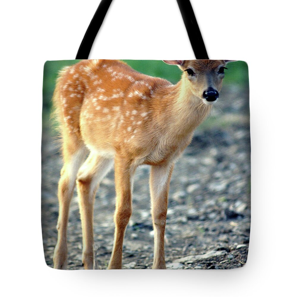 Faunagraphs Tote Bag featuring the photograph Bambi2 by Torie Tiffany