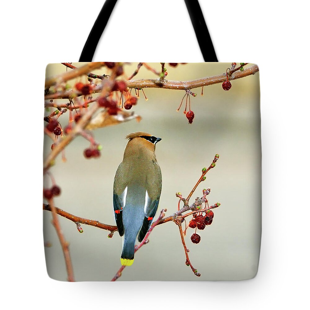 Cedar Waxwing Tote Bag featuring the photograph Bandit by Betty LaRue