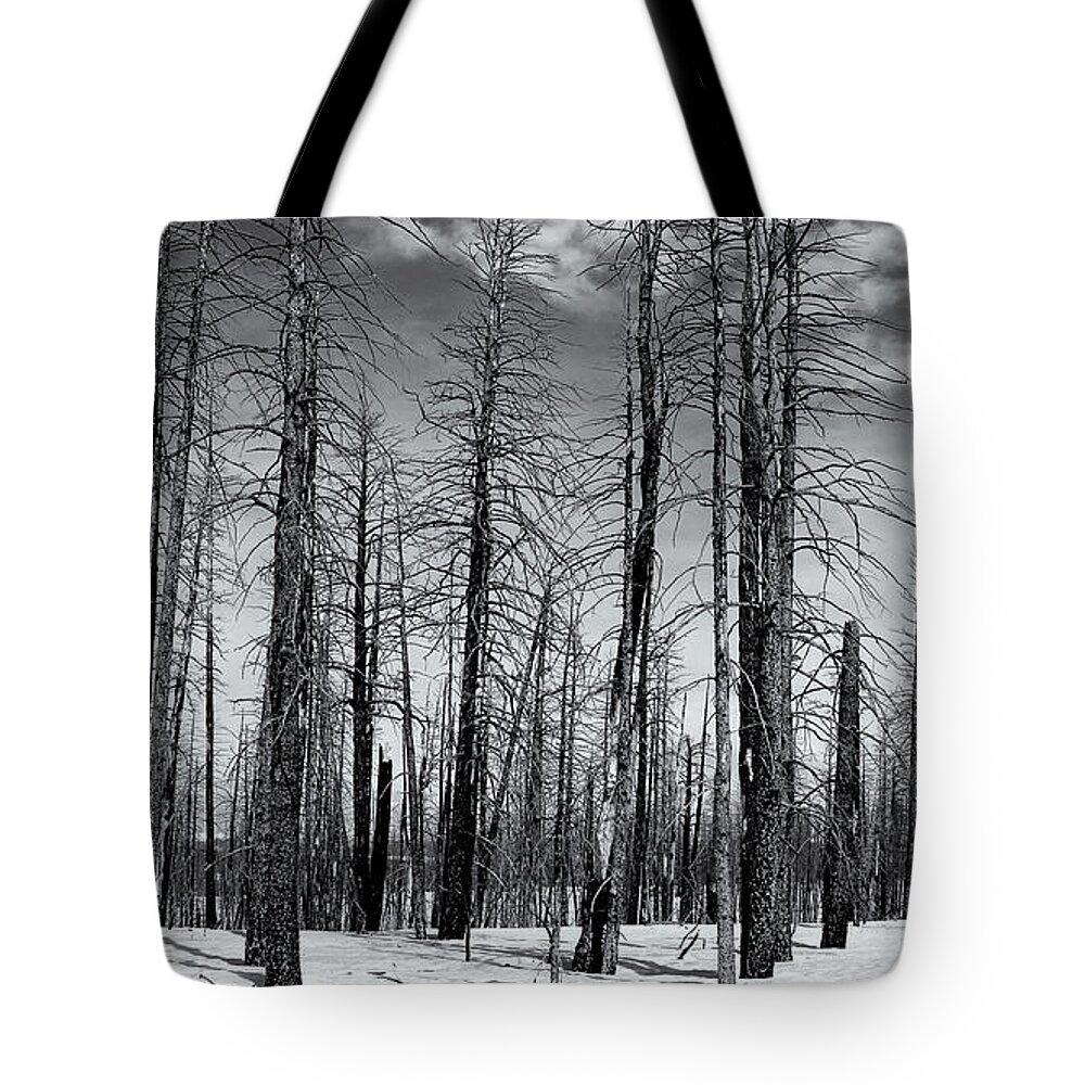 Bare Tote Bag featuring the photograph Bare Forest by Nicholas Blackwell