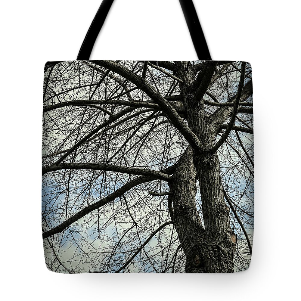 Tree Landscape Tote Bag featuring the photograph Bare Naked Lady by Patrice Zinck