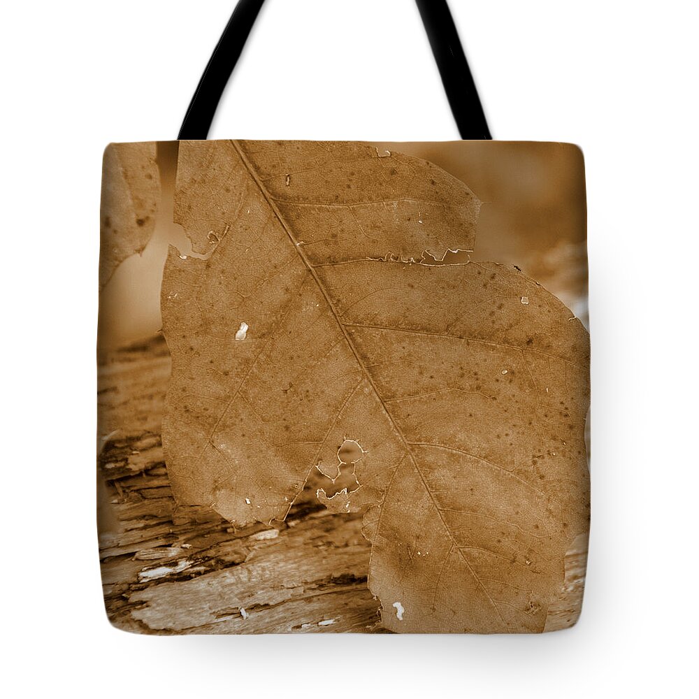 Barkley Tote Bag featuring the photograph Barkley by Edward Smith