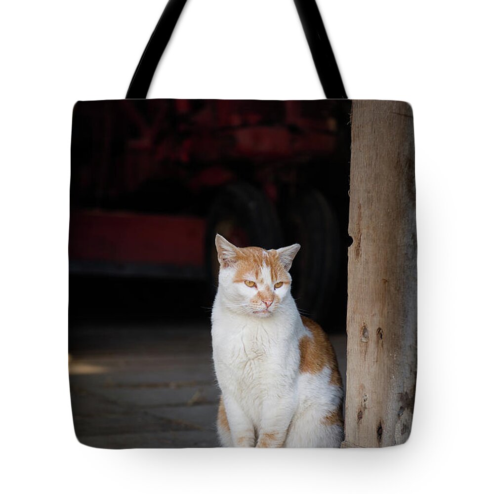Animals Tote Bag featuring the photograph Barn Cat and Tractor by Dennis Dame