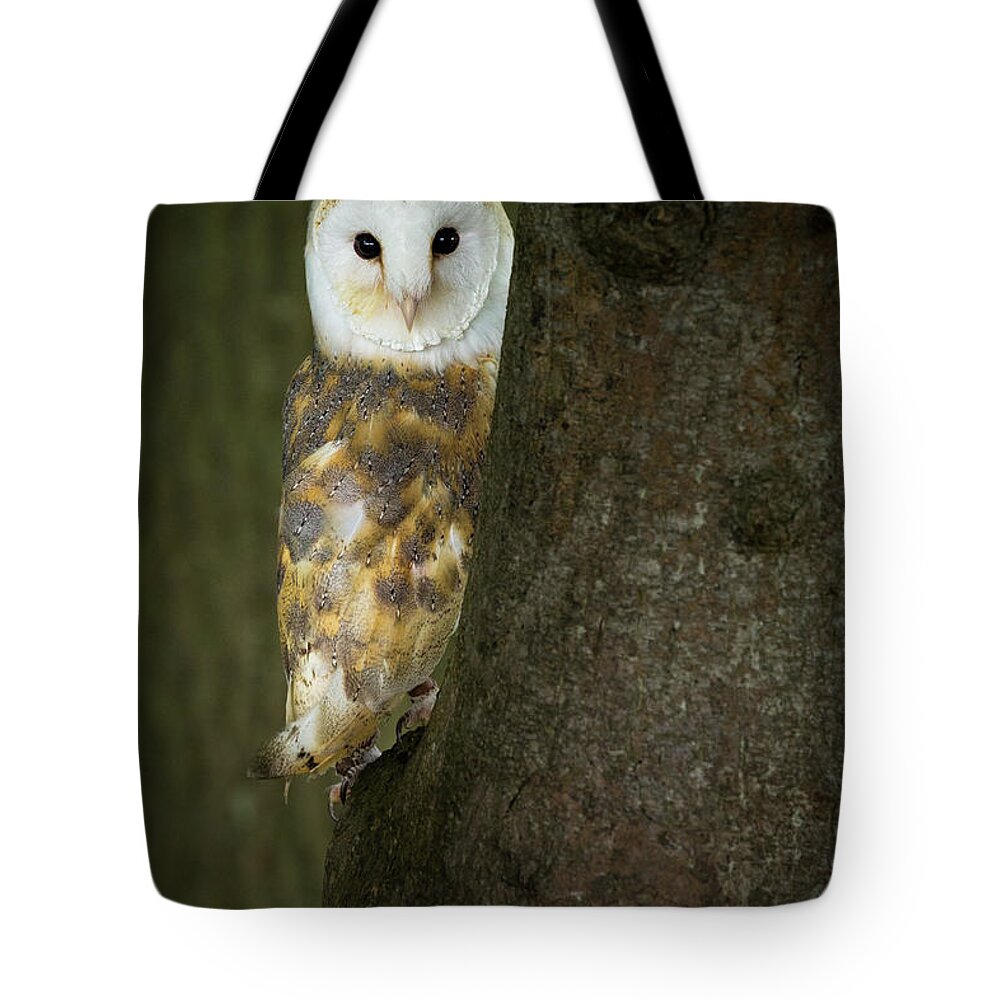 Barn Owl Tote Bag featuring the photograph Barn Owl 1 by Nigel R Bell
