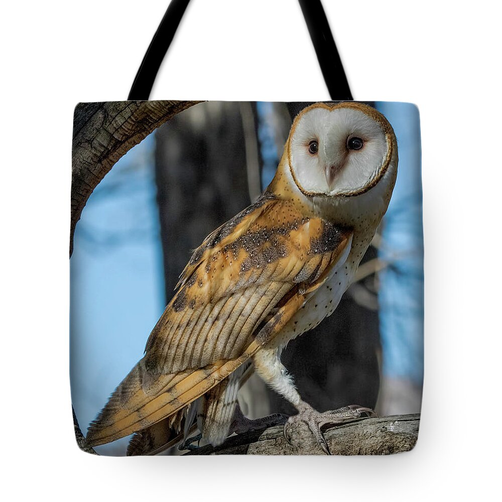 Barn Owl Tote Bag featuring the photograph Barn Owl Framed in Cottonwood by Dawn Key