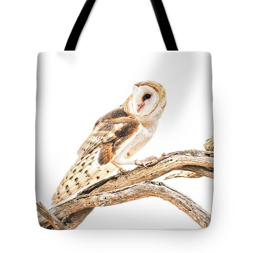 Nature Tote Bag featuring the photograph Barn Owl in the Desert by Tom and Pat Cory