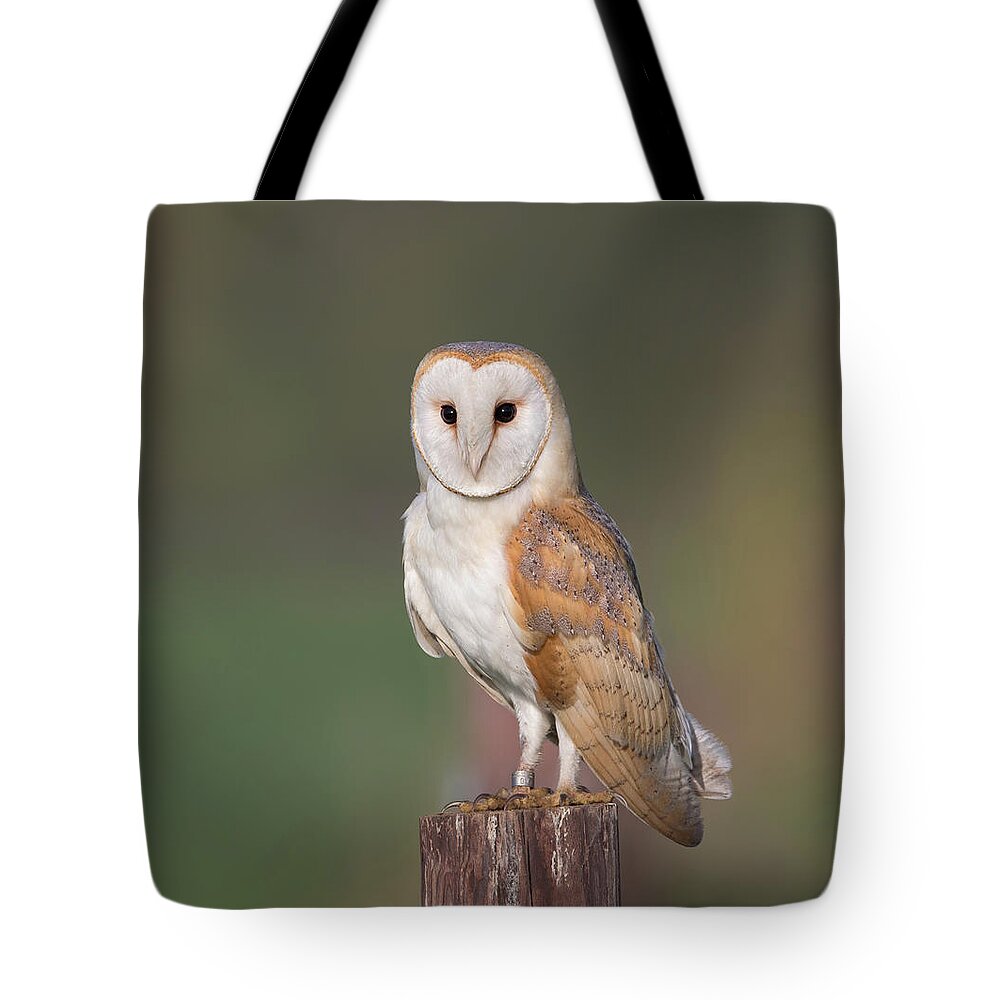Barn Tote Bag featuring the photograph Barn Owl Perched by Pete Walkden